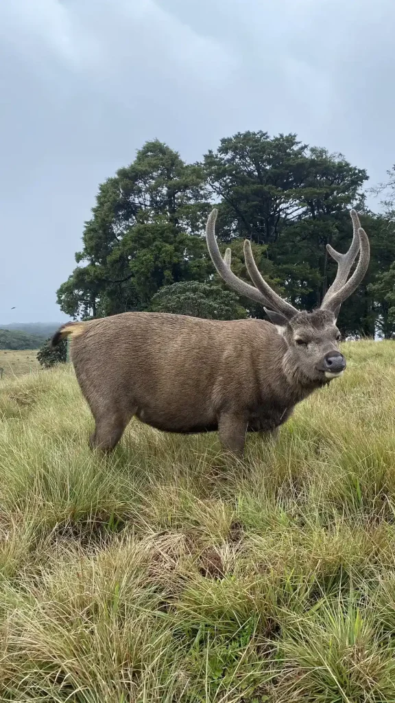 Elk, Nuwara Eliya
