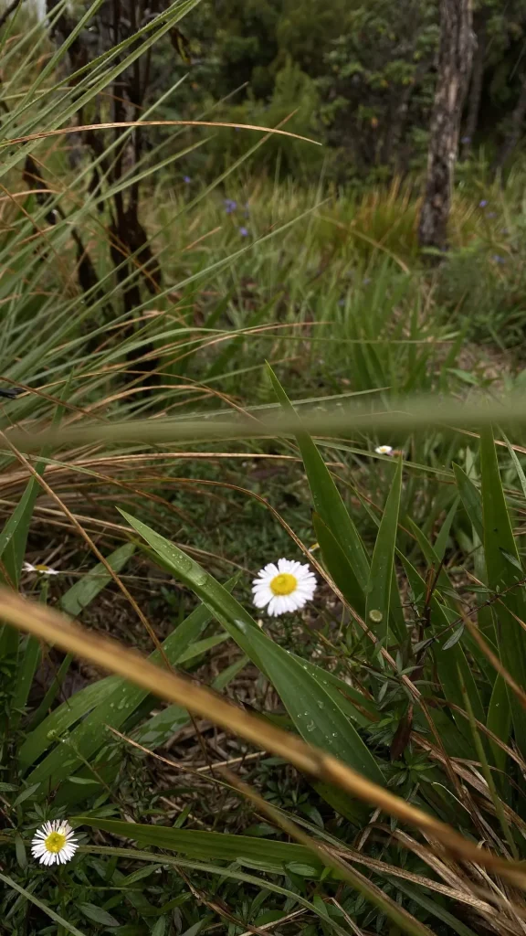 White Daisy at Nuwara Eliya
