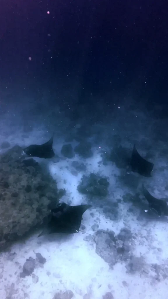 Manta Rays